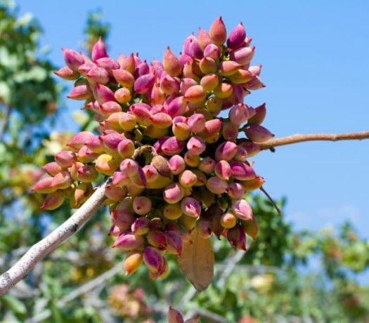 Plantation de pistachiers sur l'île d'Egine