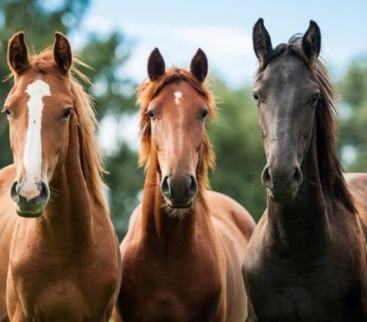 Des chevaux en Hongrie