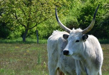 Agriculture et élevage en Hongrie
