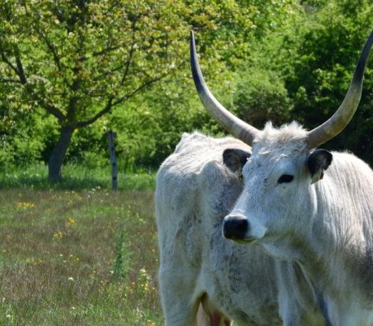 Bœuf gris de Hongrie, race originaire de la steppe hongroise