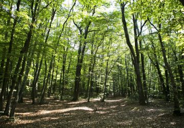 Voyage forestier en Roumanie