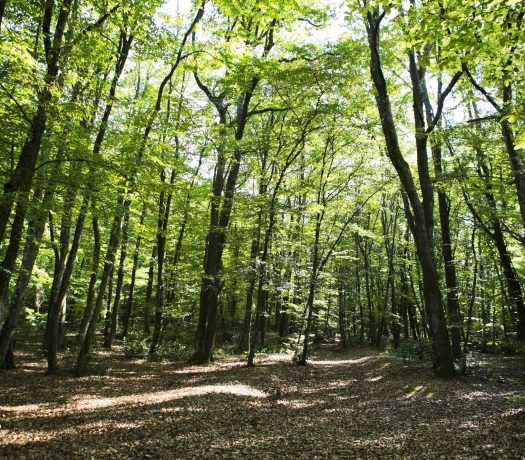 Forêts de Roumanie