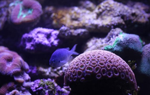 Sea Life Munich