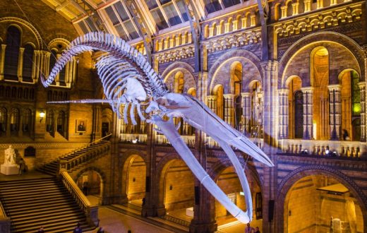 Natural History Museum (Londres)