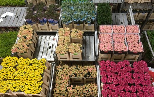 La bourse aux fleurs d’Aalsmeer