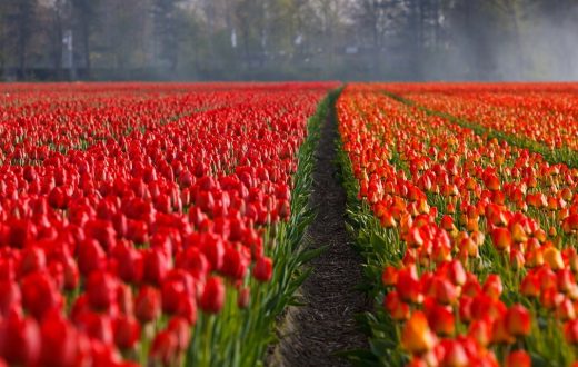 Le parc de Keukenhof