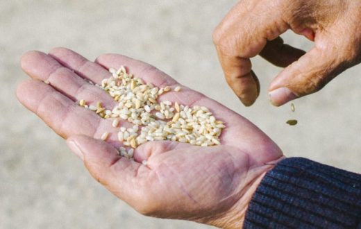 Plantation de riz dans le delta de l’Èbre