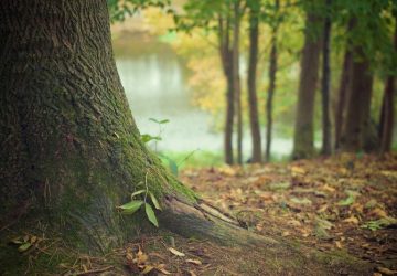 Brocéliande, terre de légendes