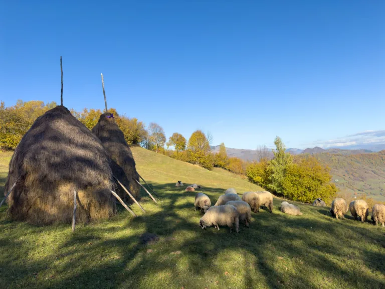 Agriculture et traditions en Transylvanie - Image