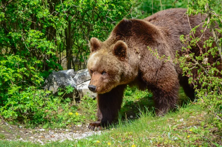 Rencontre avec des experts forestiers - Image