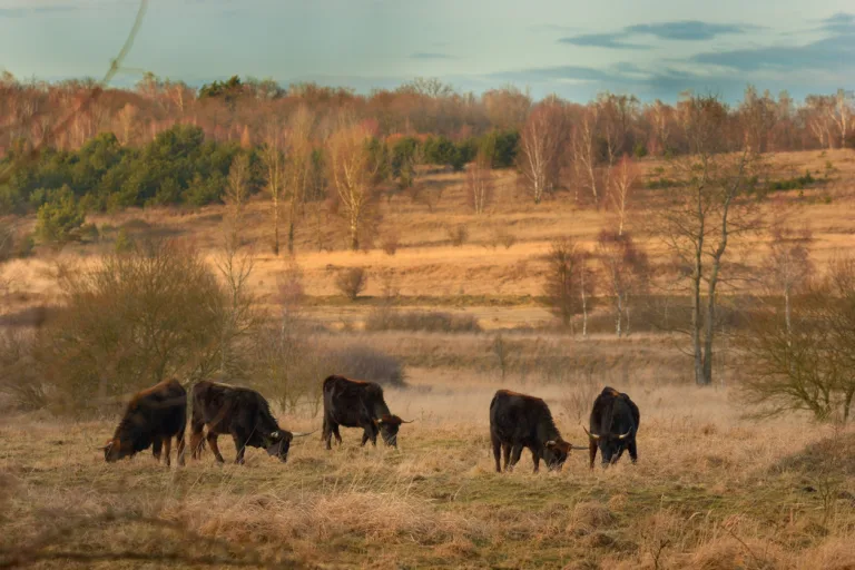 Réserve naturelle de Milovice-Mladá (Bohême centrale) - Image