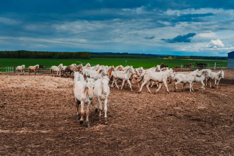 Agriculture biologique et héritage musical - Image