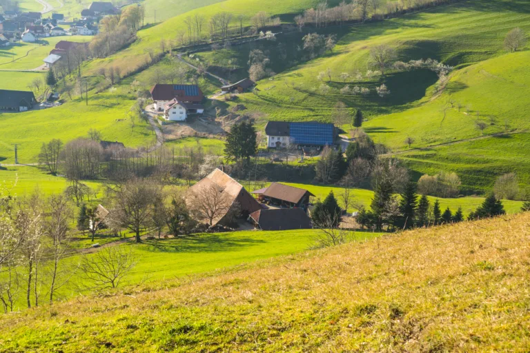 Forêt-Noire : agriculture et énergies vertes - Image